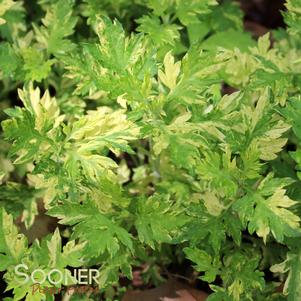 Artemisia vulgaris 'Oriental Limelight'