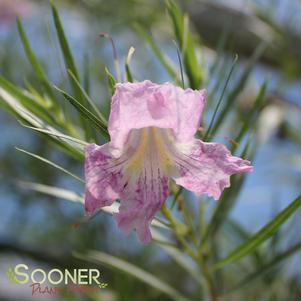 Chilopsis linearis 'Conchas Dam Pink'