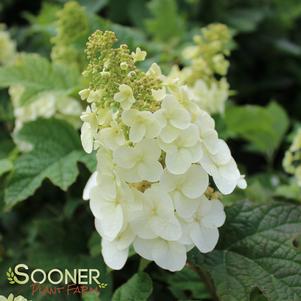 <em>Hydrangea</em> RUBY SLIPPERS DWARF OAKLEAF HYDRANGEA: 