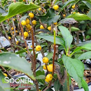 <em>Ilex</em> BERRY HEAVY® GOLD WINTERBERRY HOLLY: 