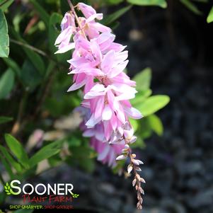 Indigofera decora ''