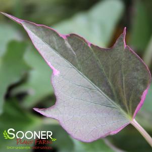 Ipomoea batatas 'Tricolor'