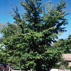 Ulmus carpinifolia 'Morton'