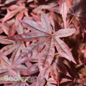 Acer palmatum 'JN'