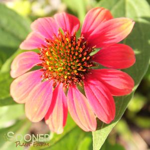 Echinacea purpurea 'Hot Coral'