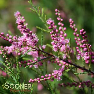 PINK CASCADE TAMARIX