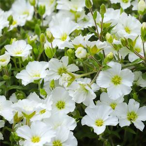 MOUNTAIN SANDWORT