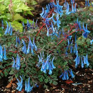 BLUE HERON CORYDALIS