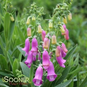 SPANISH PEAKS FOXGLOVE