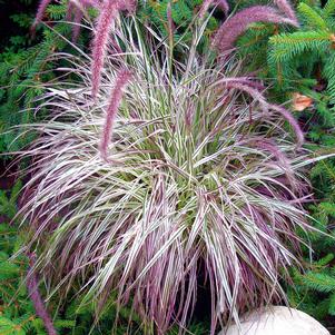 Pennisetum setaceum 'Cherry Sparkler'