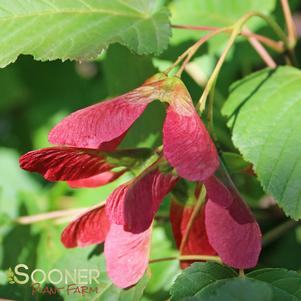 Acer tataricum 'GarAnn'