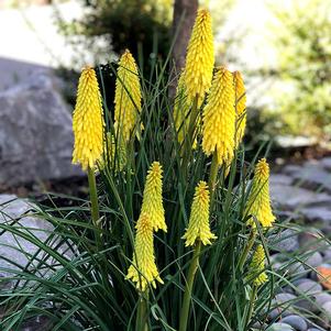 <em>Kniphofia</em> POCO™ YELLOW RED HOT POKER: 