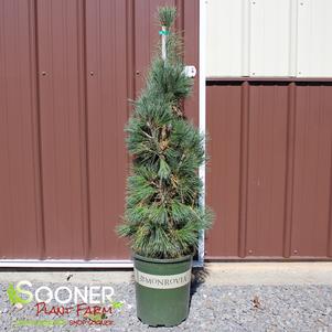 SILVER WHISPERS™ SWISS STONE PINE
