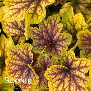 Heuchera x 'Red Lightning'