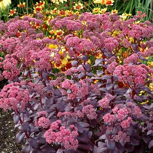 CHERRY TRUFFLE SEDUM