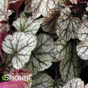 Heuchera x 'Pwheu0102'