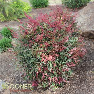 Nandina domestica 'SEIKA'