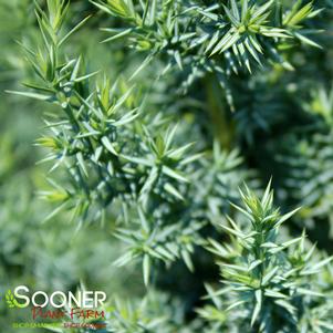 <em>Juniperus</em> STAR POWER™ JUNIPER: 