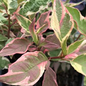 Cornus alba 'Staltouch'