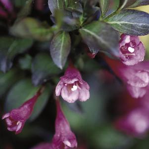 TANGO WEIGELA