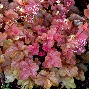 Heuchera x 'Peach Pie'