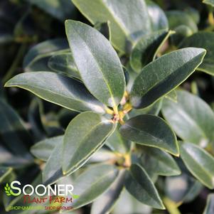 Ilex x 'Cherry Bomb'