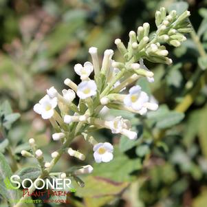 <em>Buddleia</em> VANILLA TREAT™ BUTTERFLY BUSH: 