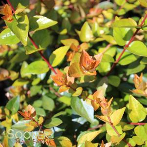 Abelia x grandiflora 'Gretol'