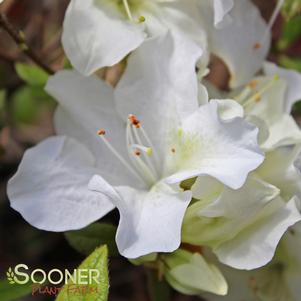 Rhododendron azalea x 'Roblev'