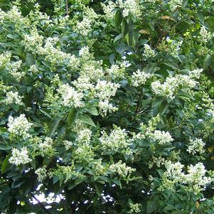 NANTUCKET PRIVET