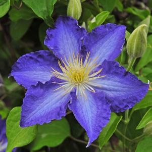 BROTHER STEFAN® CLEMATIS