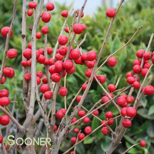 <em>Ilex</em> LITTLE GOBLIN® RED WINTERBERRY HOLLY: 