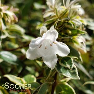 Abelia x grandiflora 'Radiance'