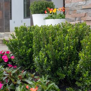 Buxus microphylla 'Grejade'