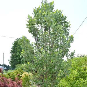 EMERALD TOWER™ SWEETBAY MAGNOLIA