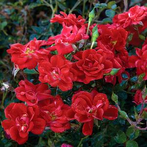 CRIMSON MEIDILAND® ROSE