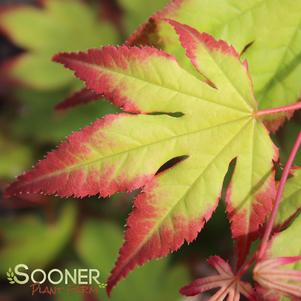 Acer palmatum 'Tsuma Beni'