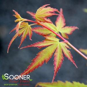 UENO YAMA RED DWARF UPRIGHT JAPANESE MAPLE