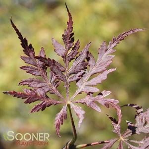 <em>Acer</em> CRIMSON PRINCE WEEPING JAPANESE MAPLE: 