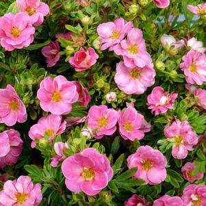 HAPPY FACE® PINK PARADISE POTENTILLA