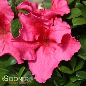 <em>Rhododendron</em> BLOOM-A-THON® HOT PINK AZALEA: 