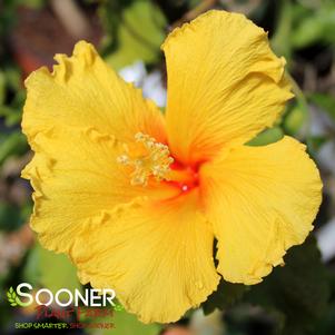 <em>Hibiscus</em> TIKI BAR TROPICAL HIBISCUS: 