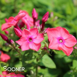 FLAME® CORAL GARDEN PHLOX