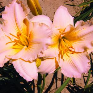 Hemerocallis x 'Fairy Tale Pink'