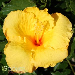 Hibiscus rosa-sinensis 'Big Bang'