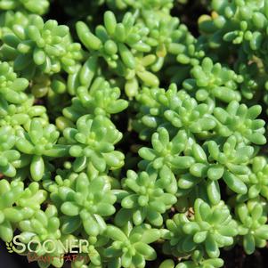 <em>Sedum</em> BABY TEARS SEDUM: 