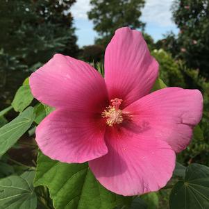 Hibiscus x 'Happa Pink'