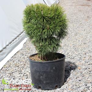 Pinus mugo 'Big Tuna'