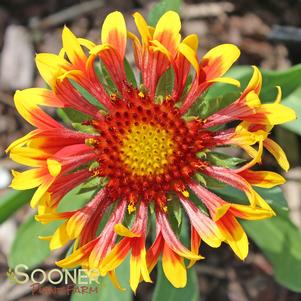 SUN DEVIL BLANKET FLOWER