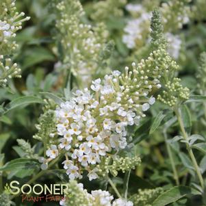 <em>Buddleia</em> BUZZ® IVORY BUTTERFLY BUSH: 